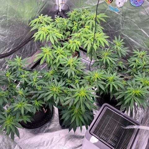  10th planet R1 growlog timeline photo