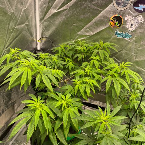  10th planet R1 growlog timeline photo