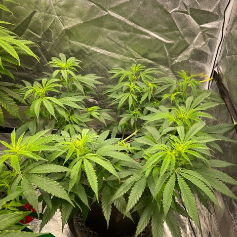  10th planet R1 growlog timeline photo