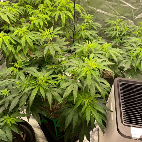  10th planet R1 growlog timeline photo
