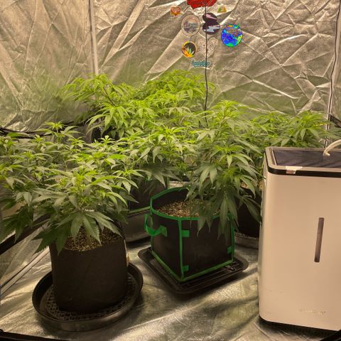  10th planet R1 growlog timeline photo