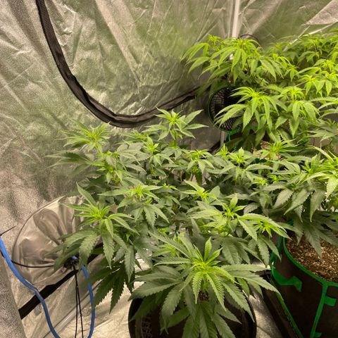  10th planet R1 growlog timeline photo