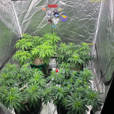  10th planet R1 growlog timeline photo