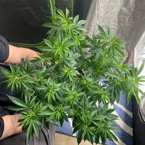  10th planet R1 growlog timeline photo