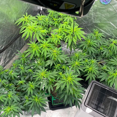  10th planet R1 growlog timeline photo