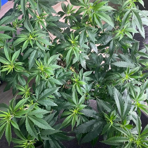  10th planet R1 growlog timeline photo