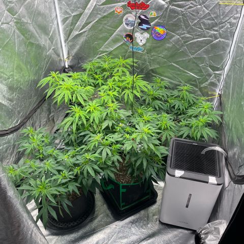  10th planet R1 growlog timeline photo