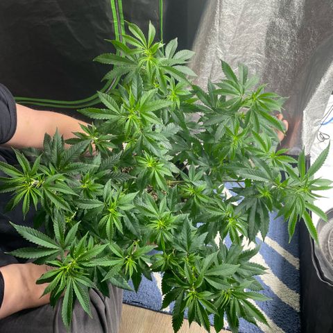  10th planet R1 growlog timeline photo