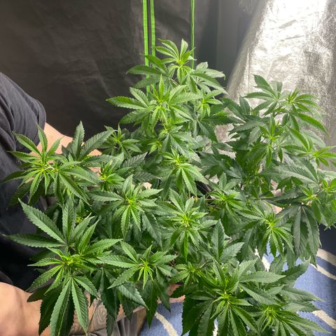  10th planet R1 growlog timeline photo