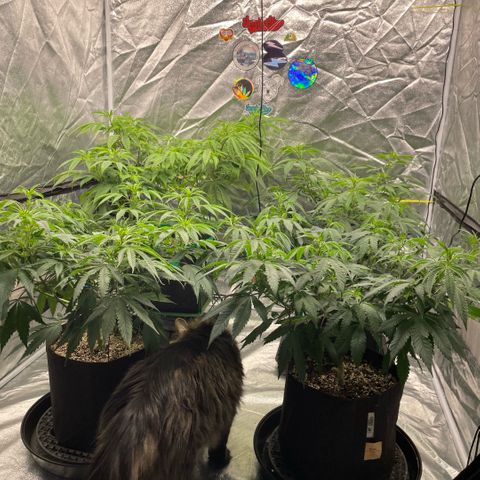  10th planet R1 growlog timeline photo