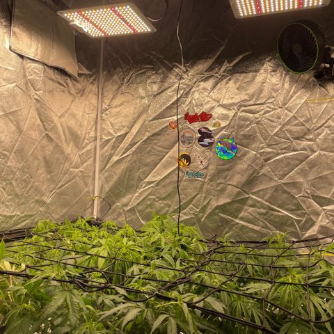  10th planet R1 growlog timeline photo