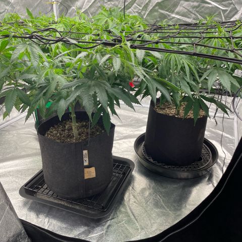  10th planet R1 growlog timeline photo