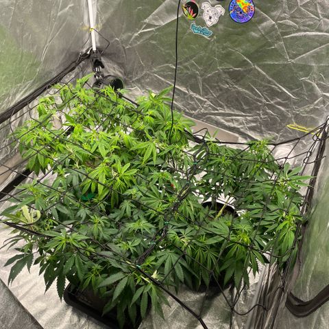  10th planet R1 growlog timeline photo