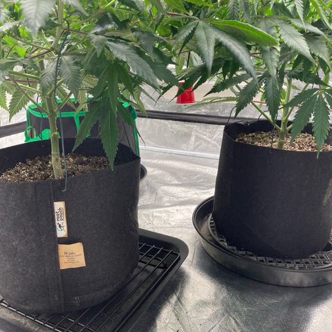  10th planet R1 growlog timeline photo