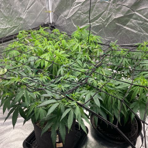 10th planet R1 growlog timeline photo