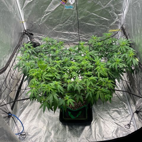  10th planet R1 growlog timeline photo