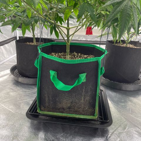  10th planet R1 growlog timeline photo