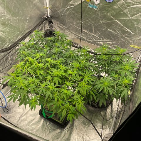  10th planet R1 growlog timeline photo