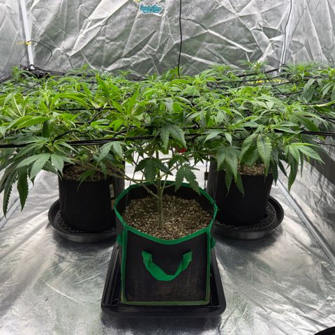  10th planet R1 growlog timeline photo