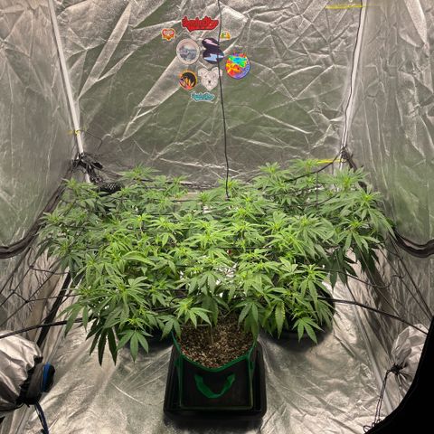  10th planet R1 growlog timeline photo