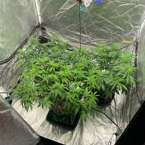  10th planet R1 growlog timeline photo