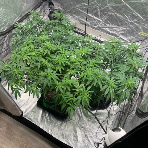  10th planet R1 growlog timeline photo
