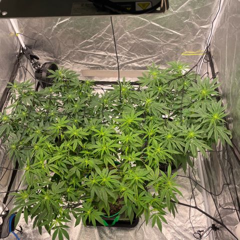  10th planet R1 growlog timeline photo