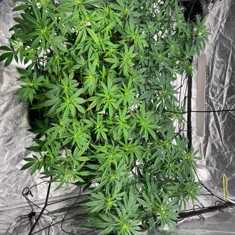  10th planet R1 growlog timeline photo