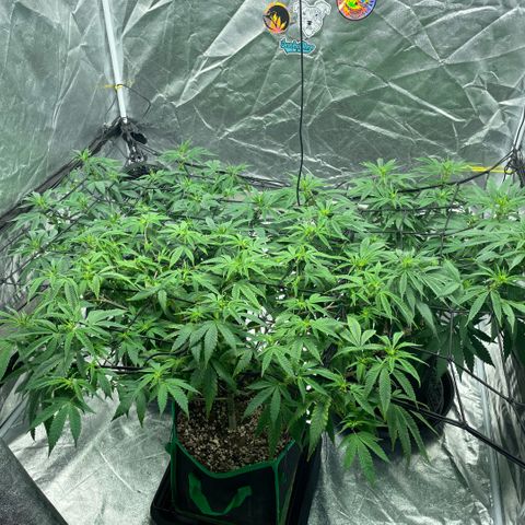  10th planet R1 growlog timeline photo