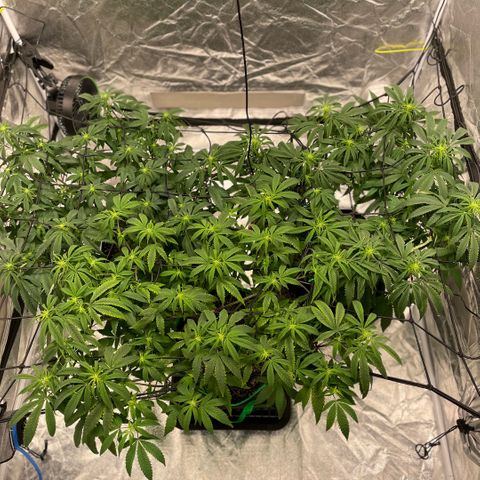  10th planet R1 growlog timeline photo