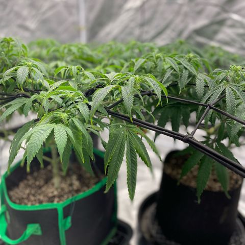  10th planet R1 growlog timeline photo