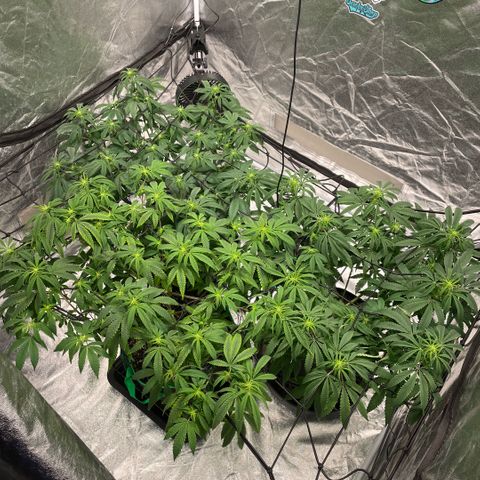  10th planet R1 growlog timeline photo