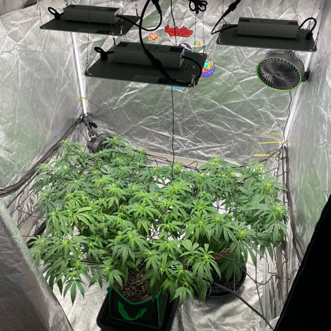  10th planet R1 growlog photo: Lights lowered to about 18” above canopy. Still want some stretch. 