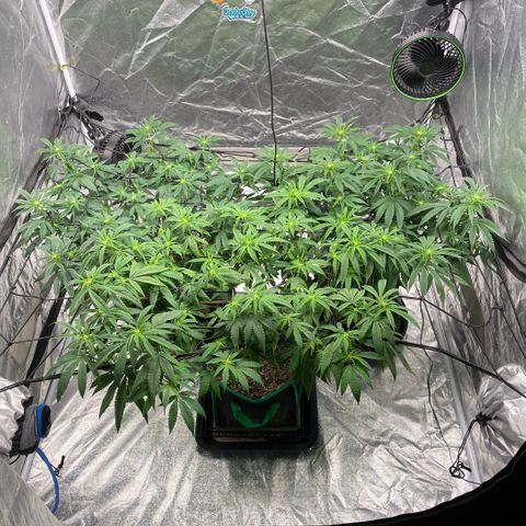  10th planet R1 growlog timeline photo
