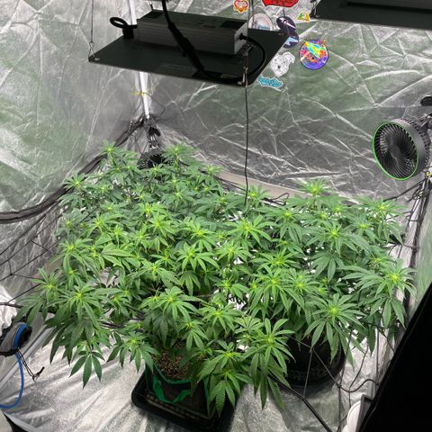  10th planet R1 growlog timeline photo