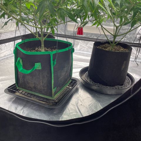  10th planet R1 growlog timeline photo