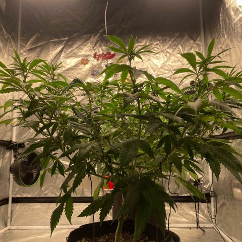  10th planet R1 growlog timeline photo