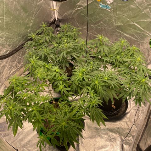  10th planet R1 growlog timeline photo