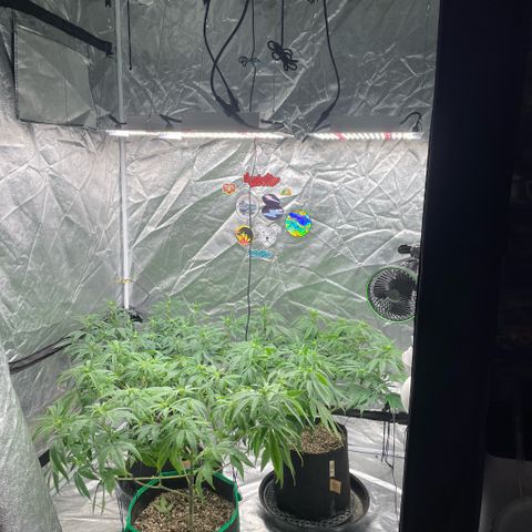  10th planet R1 growlog timeline photo