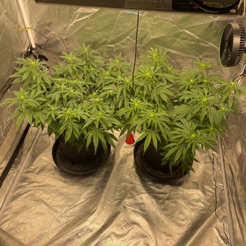  10th planet R1 growlog timeline photo