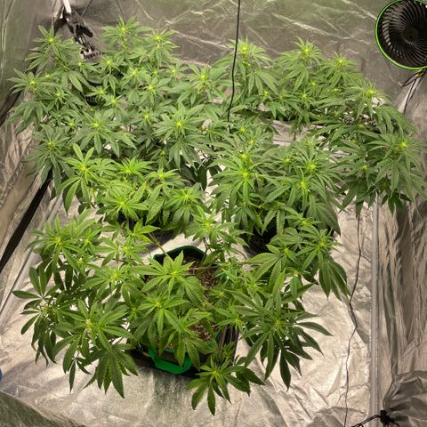  10th planet R1 growlog timeline photo