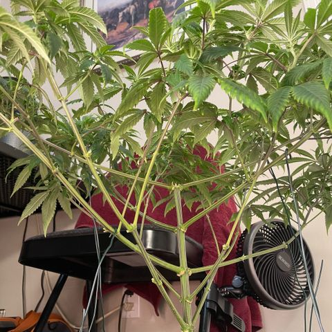  10th planet R1 growlog timeline photo