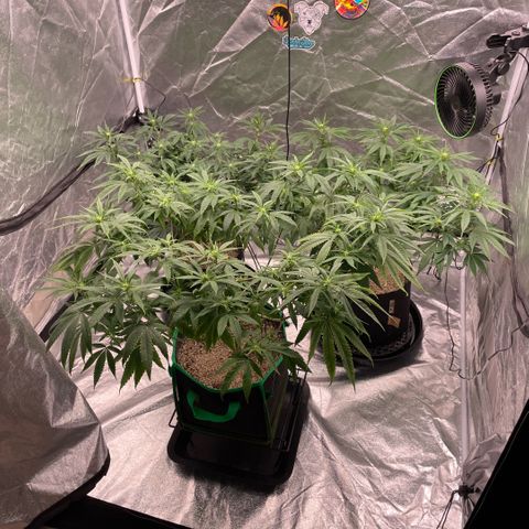  10th planet R1 growlog timeline photo