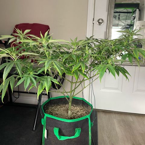  10th planet R1 growlog timeline photo
