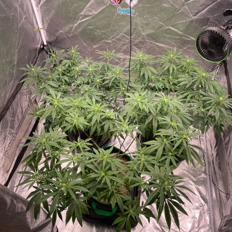  10th planet R1 growlog timeline photo
