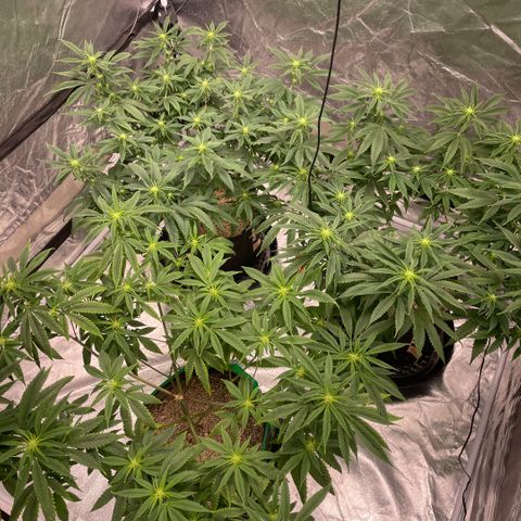 10th planet R1 growlog timeline photo