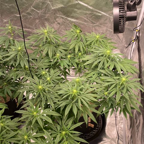  10th planet R1 growlog timeline photo