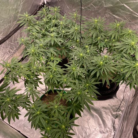  10th planet R1 growlog timeline photo