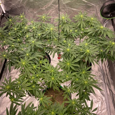  10th planet R1 growlog timeline photo