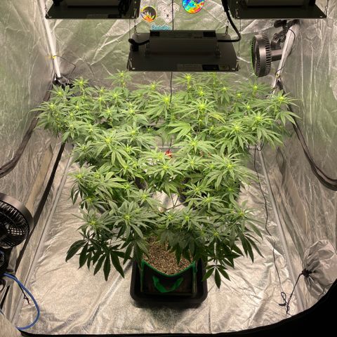  10th planet R1 growlog timeline photo